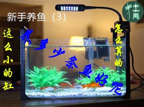 魚缸養幾隻魚|【魚缸要養幾隻魚】新手水族箱必看！魚缸養幾隻魚才剛好？